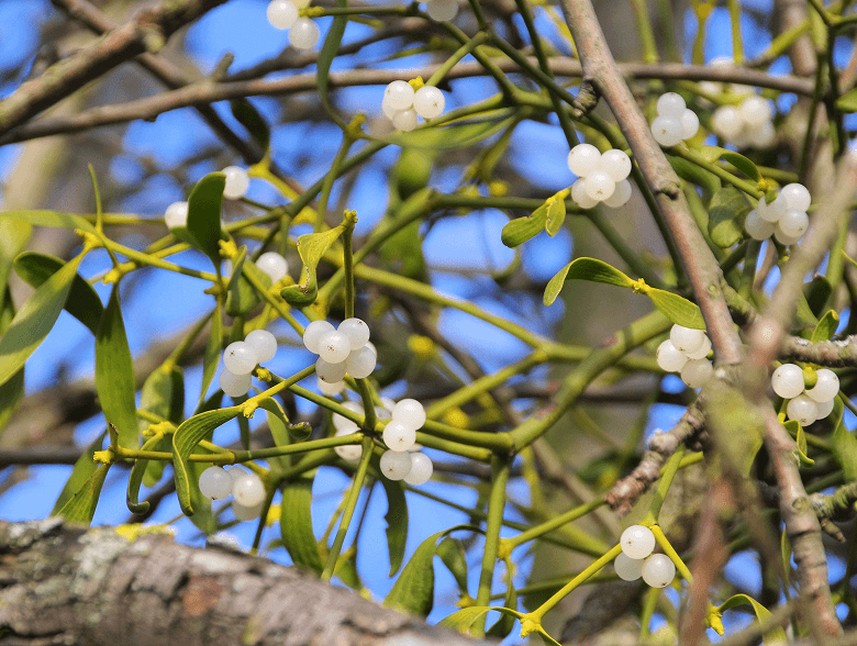 ヤドリギの写真