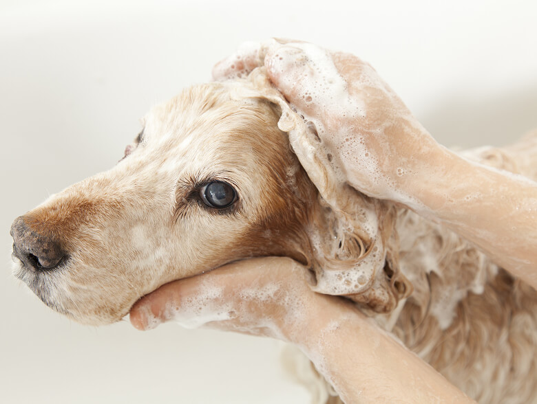 私たちの大切なパートナーである愛犬たち