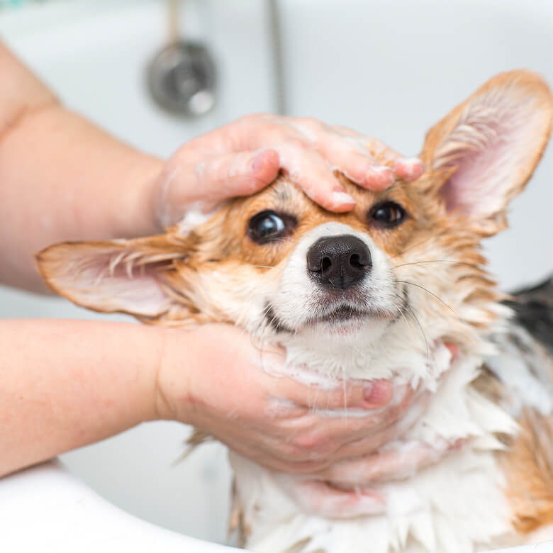 犬の皮膚は人間の皮膚よりも、ふれた物質をより吸収しやすいことが判っています