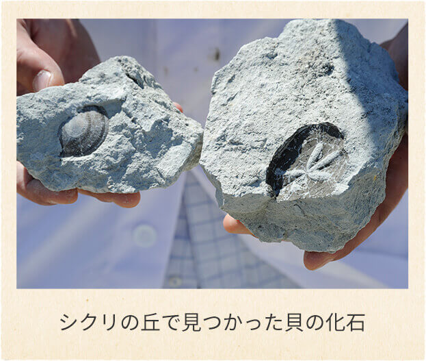 シクリの丘で見つかった貝の化石