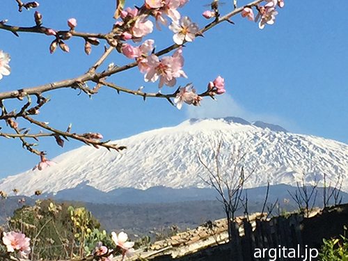 アーモンドの花咲く早春のエトナ山　（2016年2月）